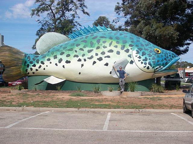 010-giant Murray Cod.JPG