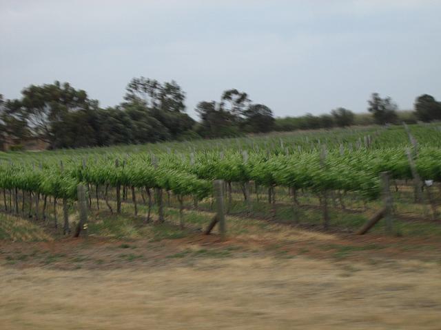 Photo courtesy of Hsin Ju