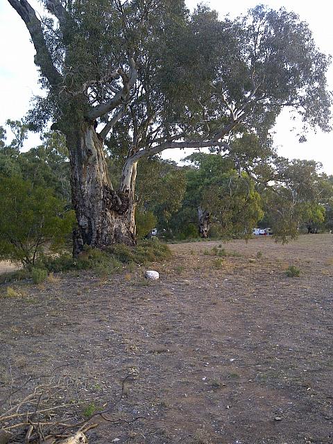 Swaggie - Compliments Ebi