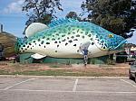 010-giant Murray Cod.JPG