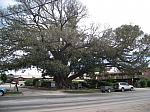 013 - the Birke & Wills Moreton Bay fig planted in 1850.JPG